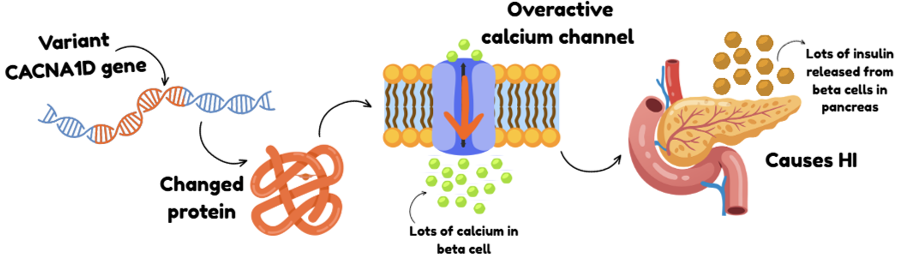 Calcium channel HI